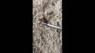 sicily's scorpion