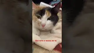 Котик
