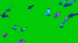 3d butterfly flying green screen || no copyright butterfly green screen || mondal screen