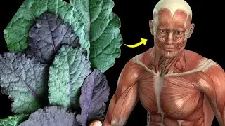 What Happens To Your Body When You Eat Kale Everyday