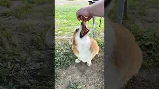 Собачья жизнь🤍