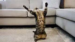 Life’s Never Boring With These CATS Around! 😹 Funny Cat Video 2025