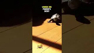 This Cat gave his Tortoise a Skateboard 😍😂