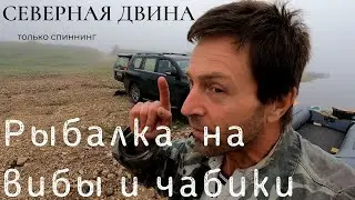 Вибы и чабики - косят всё! Жерех, голавль, язь, щука, окунь.