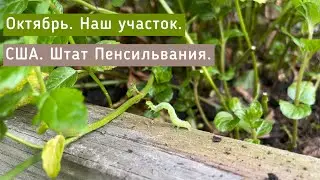 Воспоминание о теплой осени. Октябрь. Наш участок. США, штат Пенсильвания.