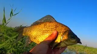 МОРДАТЫЕ караси ПОПУКИВАЛИ в камышах, и думали что их не кто не видит!!!