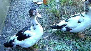 Хулиганы оказались хулиганками.