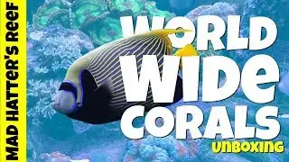 World Wide Corals | Live Coral Unboxing