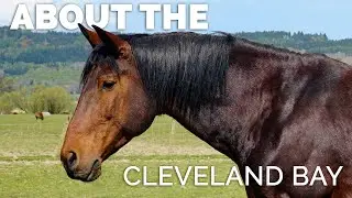 About the Cleveland Bay Horse