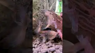 Эти креветки всегда притягивают внимание всех посетителей❤️ укого они были или есть? #aquarium