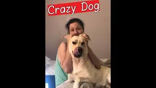 Как Моя Собака Не Дает Делать Озвучку к Обзорам :) (Бонус тем кто смотрел Обзор Варфейса и Калибра)
