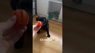 Учим команду «Сидеть» 