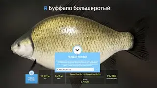 Бот в русской рыбалке 4 - Редкий трофей буффало!