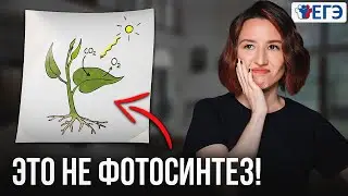 Как НА САМОМ ДЕЛЕ работает Фотосинтез? – Подготовка к ЕГЭ по Биологии