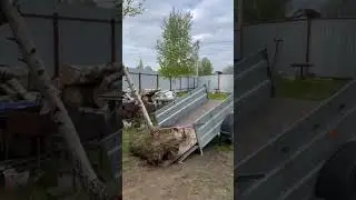Как перевезти пятилетнюю берёзу
