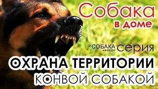 Собаки для охраны. Собака в доме.
