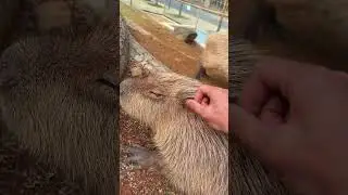 Kapibala, if you touch me, I won’t be able to leave. I’ll rely on you. Dragon Dream Animal World. F