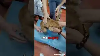 Эта история точно тронет твое сердце