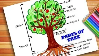 Parts of Trees Drawing | How to draw and label a tree tutorial | Parts Of Tree Poster | Forest Day