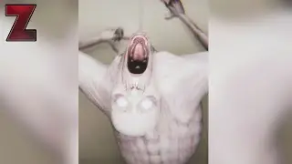 Топ 10 ЖУТКИХ Существ и Монстров, снятых на камеру!