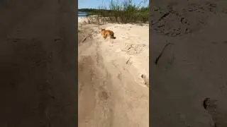 Собачья жизнь🤍