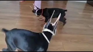 Doberman puppies