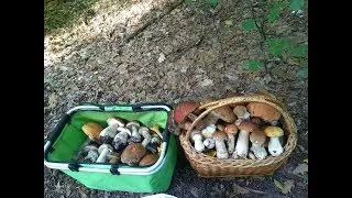 БЕЛЫЕ ГРИБЫ АТАКУЮТ БЕРЕЗОВЫЕ ЛЕСА|НАШЕЛ НОВЫЕ ГРИБНЫЕ МЕСТА