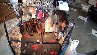 Pet time by camera
