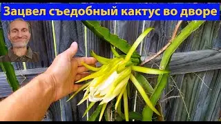 Мой сад-огород. Пять лет после новоселья. (видео 612)