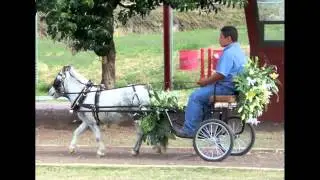 Caballitos y Carretas Miniatura de Cedar Creek Shires & Minis