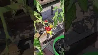 Всё это ерунда, выращивание томатов в вёдрах!  #усаньканадаче #нашадачавгермании #дача #огород #сад