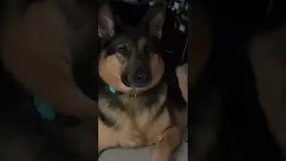 #dogreaction cat sound