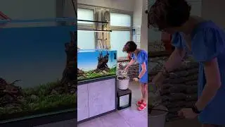 Как Вам идея посадить стайку пигмеев❓❤️ #аквариум #аквариумдома #fishtank #аквариумныерыбки #fish