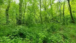 Discover the SECRET to a Peaceful Morning with Bird Sounds