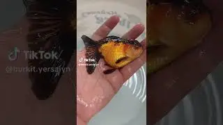Самые лучшие рыбки!