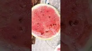 Вкуснейший арбуз!