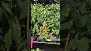 Der schönste Blumenmarkt in London