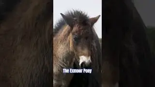 The Exmoor Pony! 🐎 