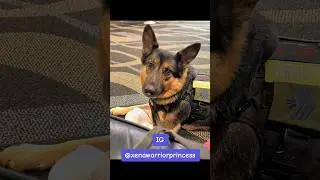 Xena Warrior Princess 👑 Rescue German Shepherd Service Dog from Saskatchewan