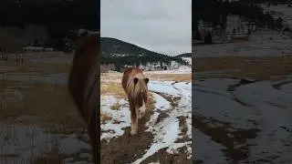 HIS FACE AT THE END! 😆🐴🥹 