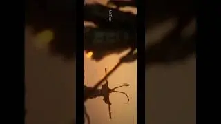 Black Myth: Wukong Final Boss Fight Part 4 