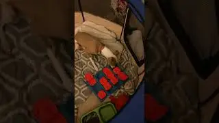 Dobby playing with dog puzzle Part 3