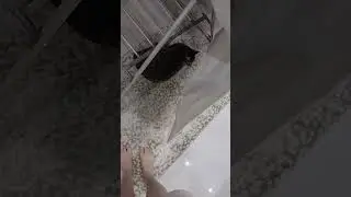 #kediler