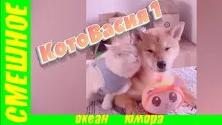 КотоВасия 1 2021!СМЕШНЫЕ КОШКИ 2021 И ДРУГИЕ ЖИВОТНЫЕ! РЖАЧ!