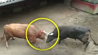 СТРАШНЯ СХВАТКА ДВУХ БЫКОВ | ЖЁСТКИЕ СХВАТКИ ЖИВОТНЫХ !