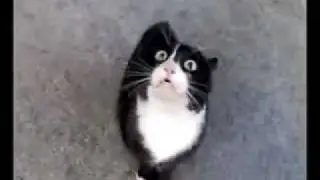 Аццкий кот!