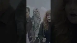 СБРОСИЛ КОТА С КРЫШИ
