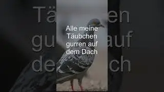 Alle meine Entchen (völlig anders) 
