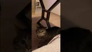 Покормите кота 🥺🥺