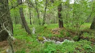 Birdsong by the Stream in the Pine Forest